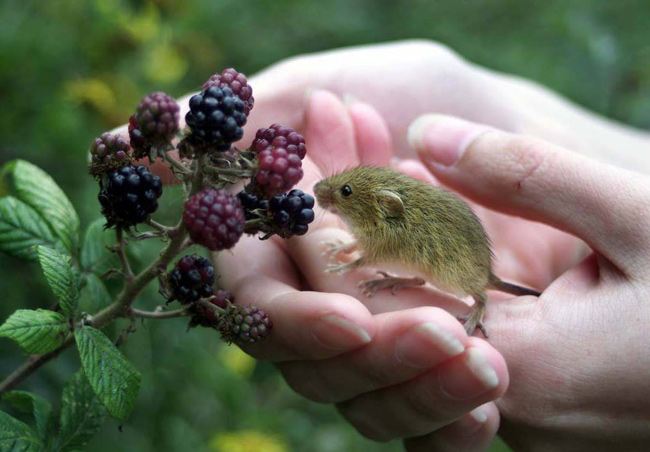 harvest-mouse-and-berries