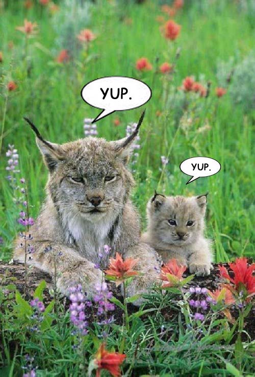 Lynx and baby Yup