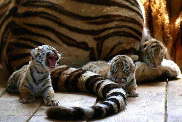 tiger babies are fierce!